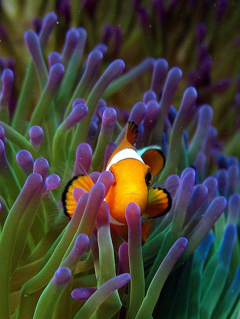 High Class Fish Saltwater Fish for Luxury Aquarium Selection Guide - Luxe Aquatics, UK
